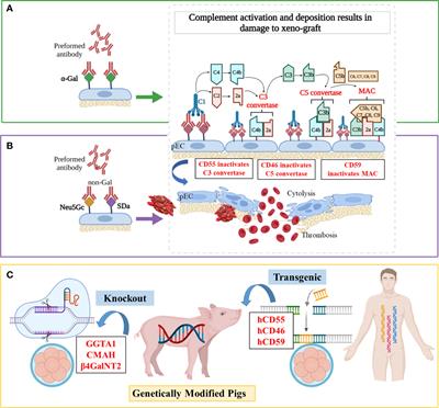 Genetic engineering of pigs for xenotransplantation to overcome immune rejection and physiological incompatibilities: The first clinical steps